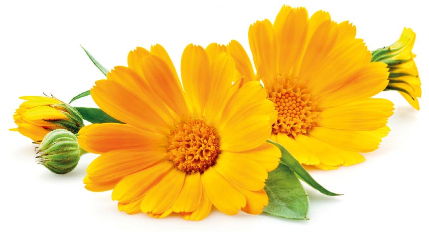 Calendula