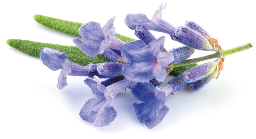 Lavendel